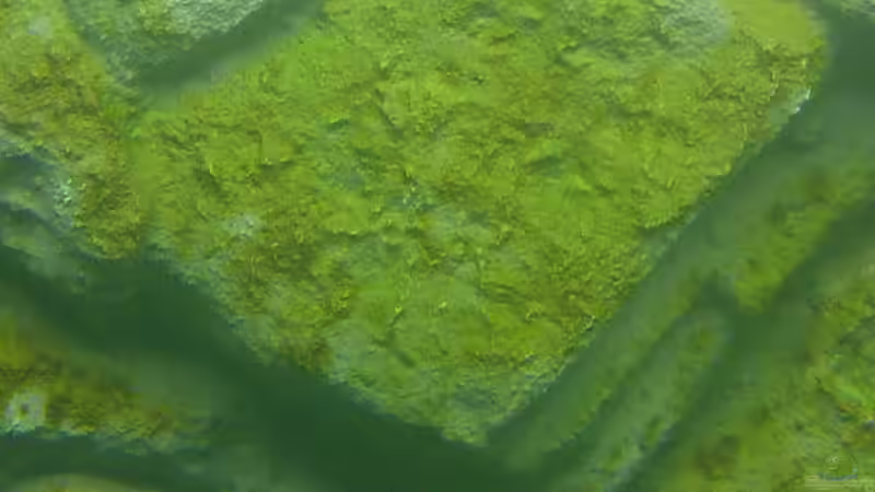 Alles toll und dann kam das !!! (Bild 3) von Volker Nagels (6)