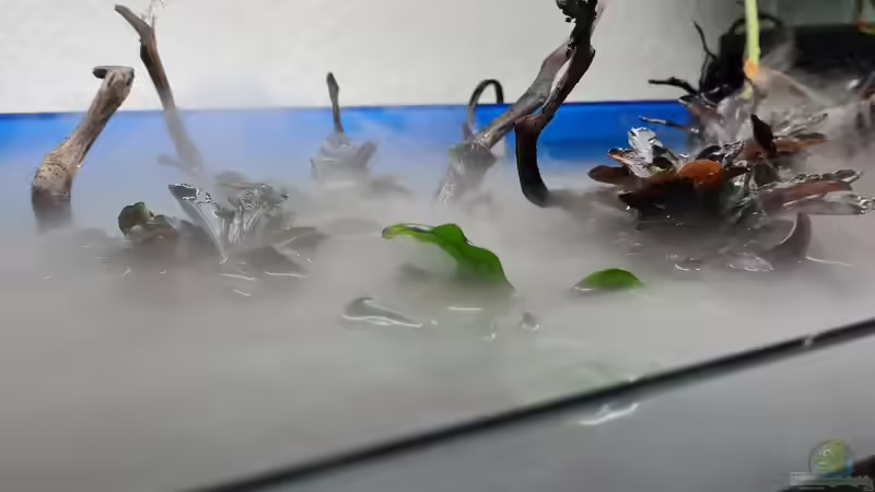 Alles über Terrarium-Vernebler: Funktionsweise und Anwendung