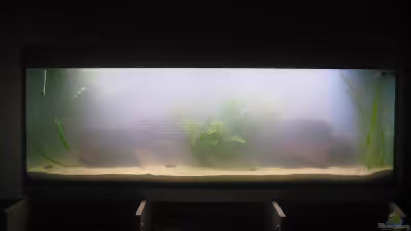 alles voll! noch sehr trüb die brühe von Tiburón (10)