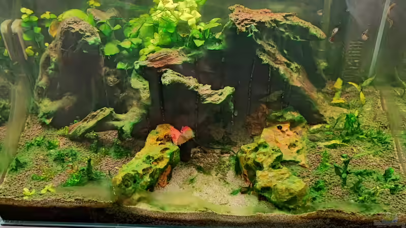 Alles voller Blaualgen  von Ralf Bercke (6)