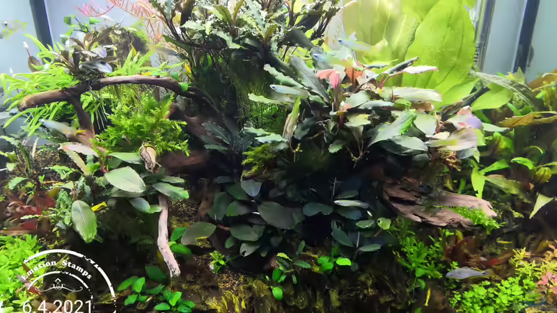 Alles wächst nach und nach zusammen  von Aquaritch (2)