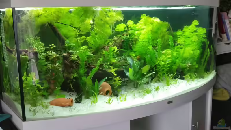 alles wächst super 11.06.2016 von Matthias Junge (2)