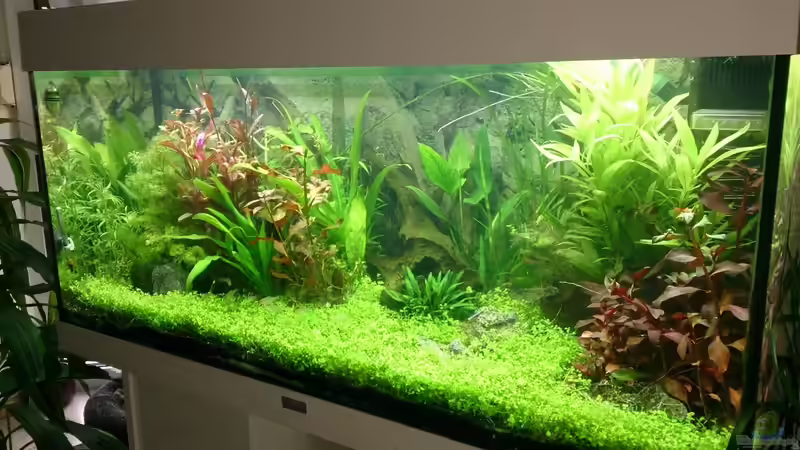 Alles wächst und gedeiht :-) von Franky (7)