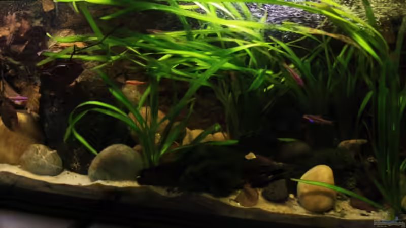 Alles wächst und gedeiht prächtig in dem Becken von Florian Bandhauer (5)