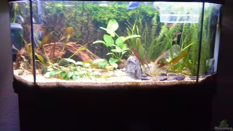 alles wächst und gedeit prima von Marius Grzesko (1)