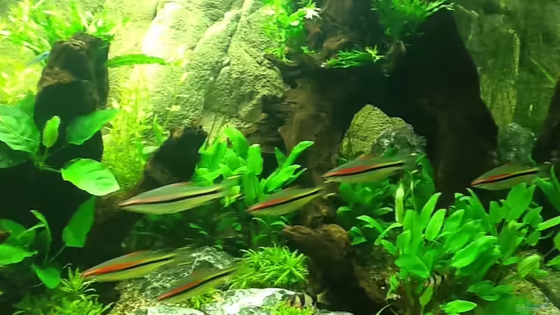 Alles wächst weiter ..... von Olli Nano (3)