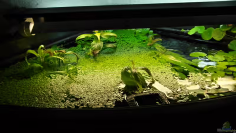 Alles wächst wie verrückt! von Thomas Ahrens (12)