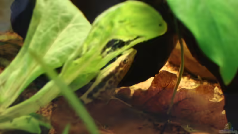 Allzeitfavorit: Feldsalat! von Aquilegia (13)