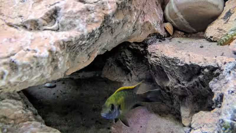 Alonocara Iwanda Mänchen von Charmin (29)