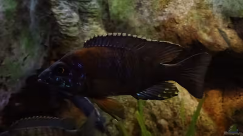 Alonocara saulosi green face  von TheToxicAvenger (42)