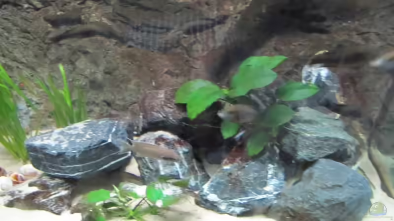 Alpenkalk von Andreas Gerber (3)