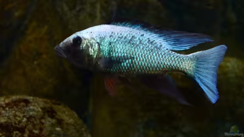 Alpha Bock von Dynnarts (33)