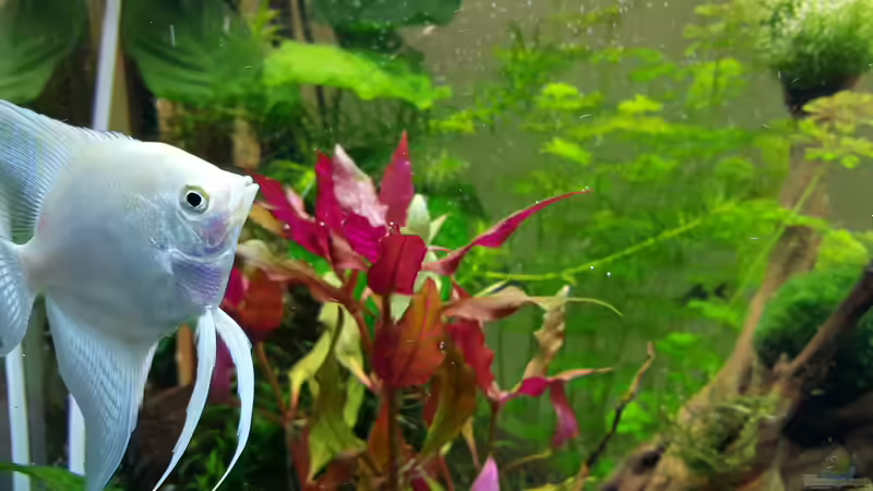 Alpha-Tier von Sebastian Hartmann (108)