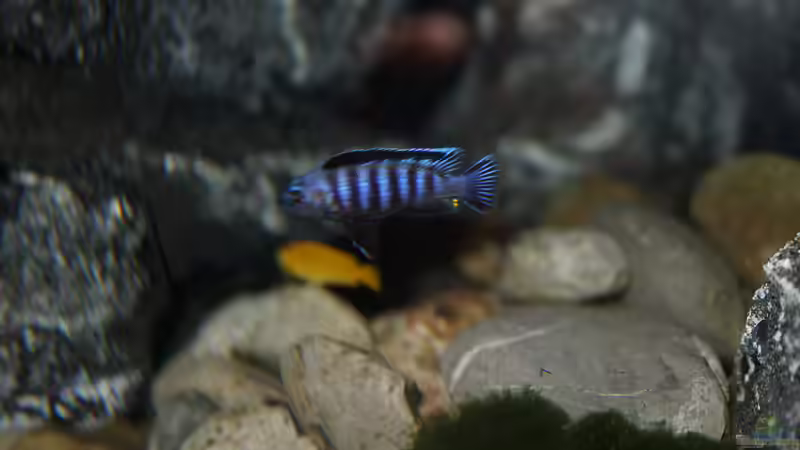 Alpha (und ein Weibchen) von pa.Trick (28)