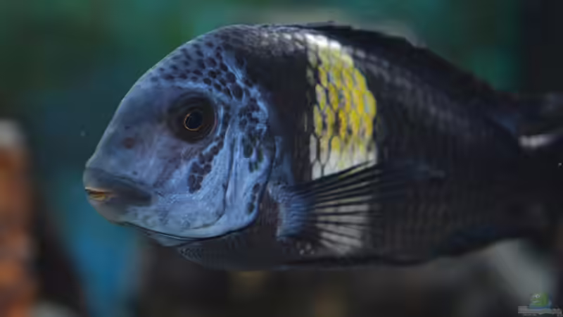 Alpha von Dragan Jakovljevic (3)