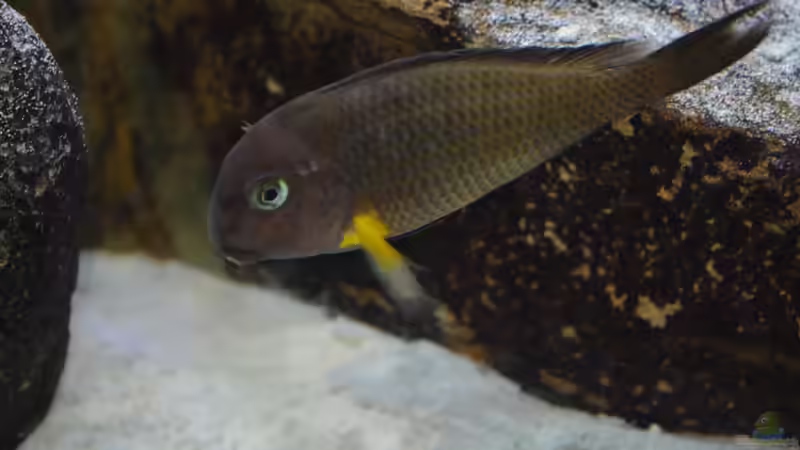 Alpha von Dragan Jakovljevic (6)