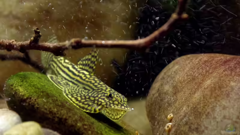 Alpha von Nico NK (28)