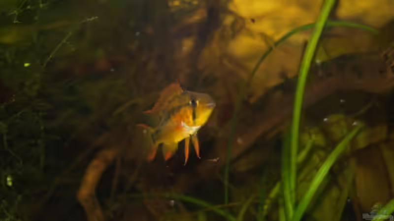 Alpha-Weibchen von RX (19)