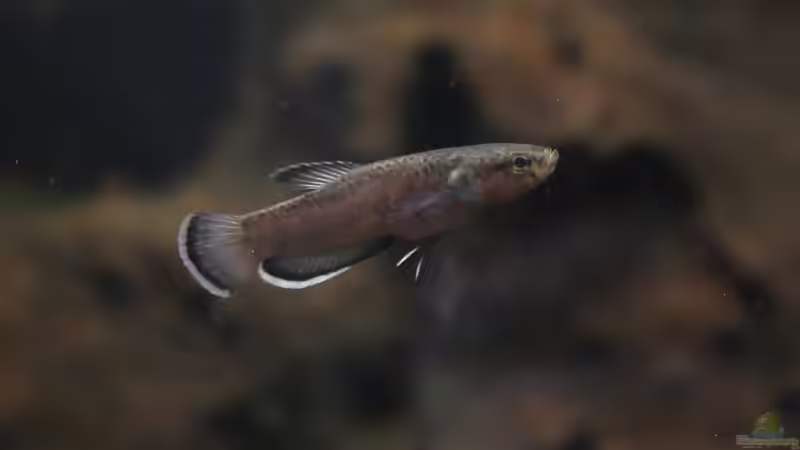 Alphamale von Falk (18)