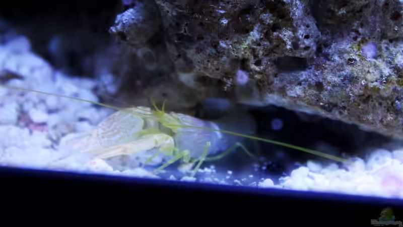 Alpheus von die Perle... (48)