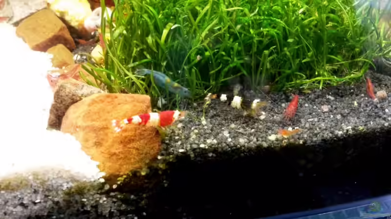 Als Anfänger habe ich alles mögliche gemischt von Nano Sonny (14)