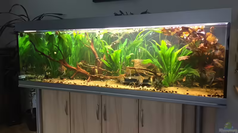 Als Bepflanzung sind enthalten : roter Tiger Lotus , Anubia, indischer Wasserfreund von Marcus Lucke (11)