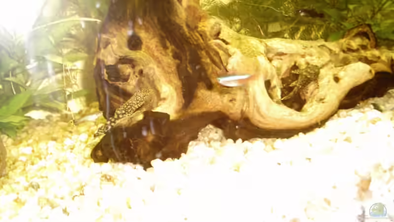 Als das Foto gemacht wurde war die Wurzel leider noch unbepflanzt! Trotzdem fand von Christina Betz (7)