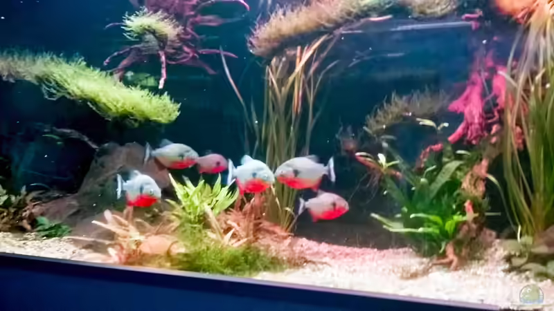 Als Jungtiere  von Cariba (8)