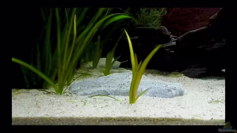 als noch viel licht da war und keine Fische...4 knackige Ableger - ganz rechts unten ist ein winziger fünfter. von vixen (6)