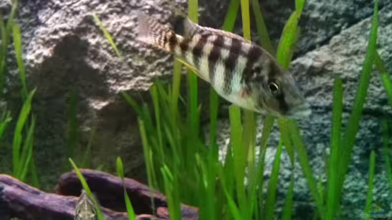 Als Räuber in den Valisnerienfeldern... von TheToxicAvenger (33)