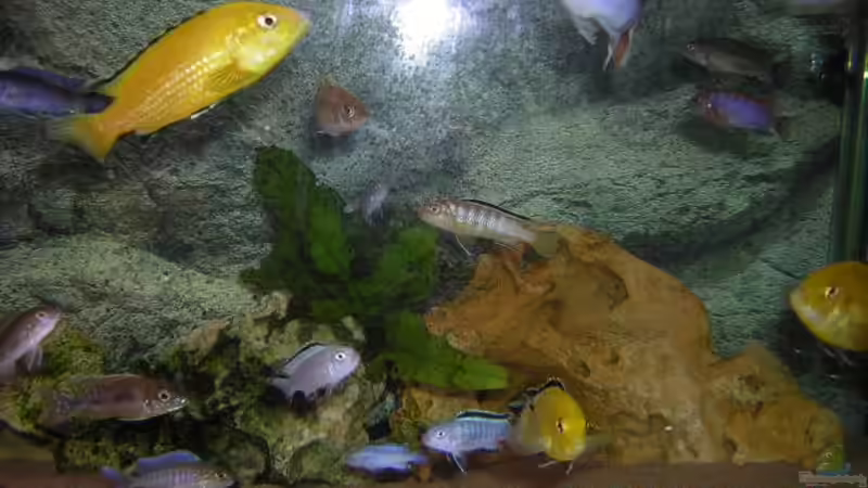 Einrichtungsbeispiele für Aquarien mit 3D-Rückwand