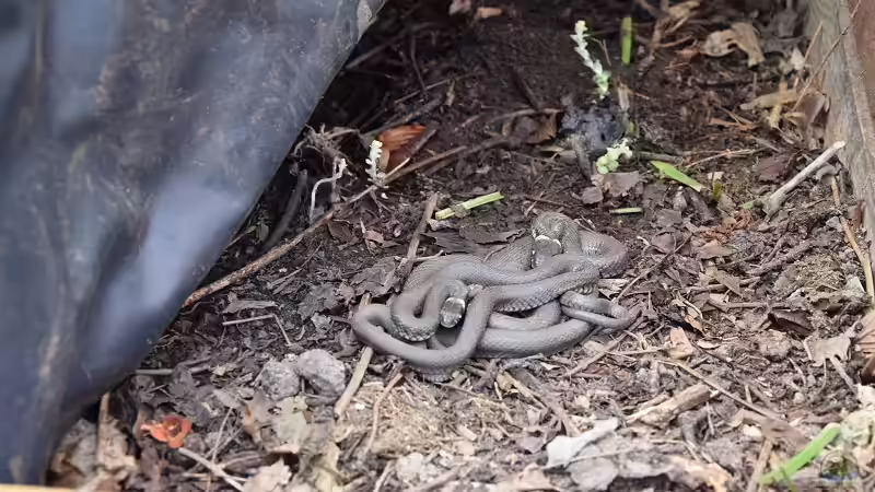 Als Tatverdächtige gelten für das verschwinden der Kaulquappen diese Besucher aus Nachbars Garten. von Acki50 (61)
