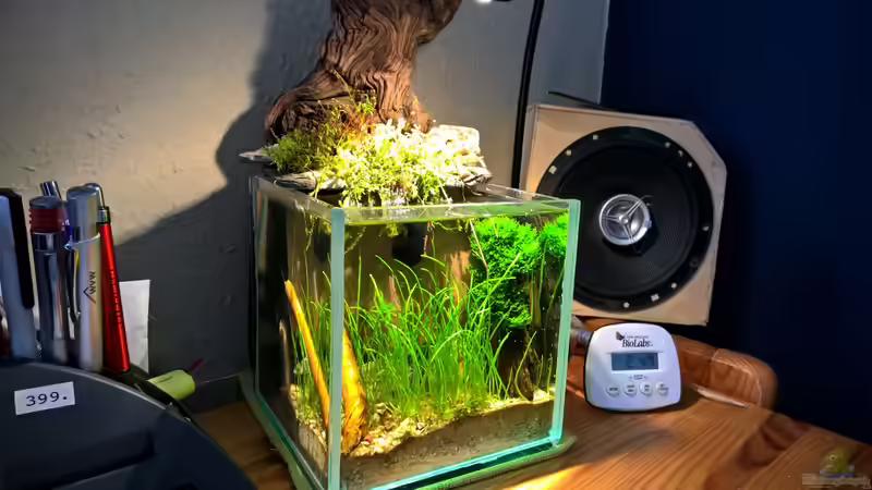 Als Tischdeko ein absoluter Hingucker von Martin L. (4)