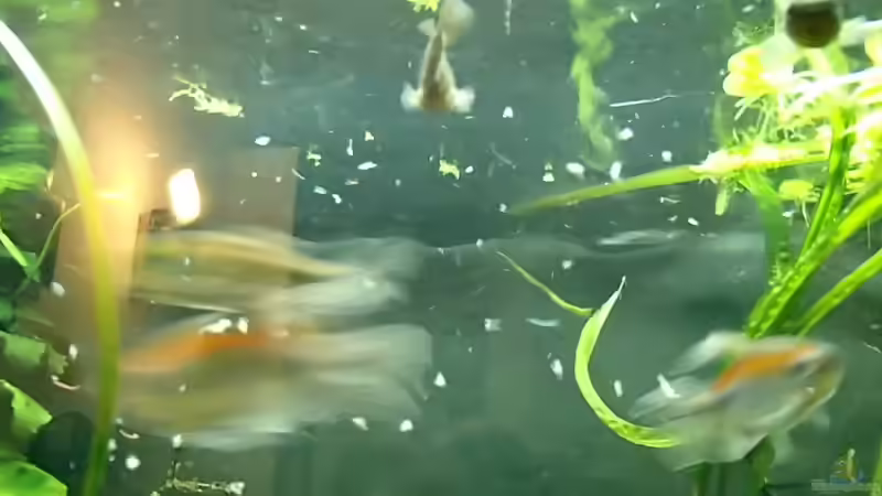 als wenn sie eine Woche kein Futter bekommen hätten... von Pflanzennarr (53)