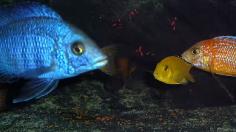 Also ich sage, wie es hier läuft von Couro (66)