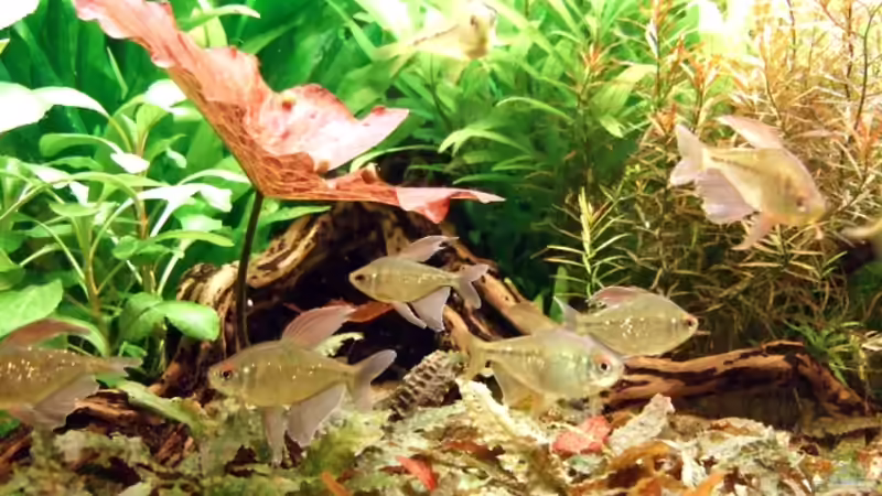 ALT: 02.04.2008 Werden sie nicht immer schöner? von Sascha Finke (11)