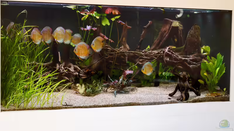 ALT: 2015, Grüne Diskus Amanã,  Symphysodon aequifasciatus von Diskus-Amanã (14)