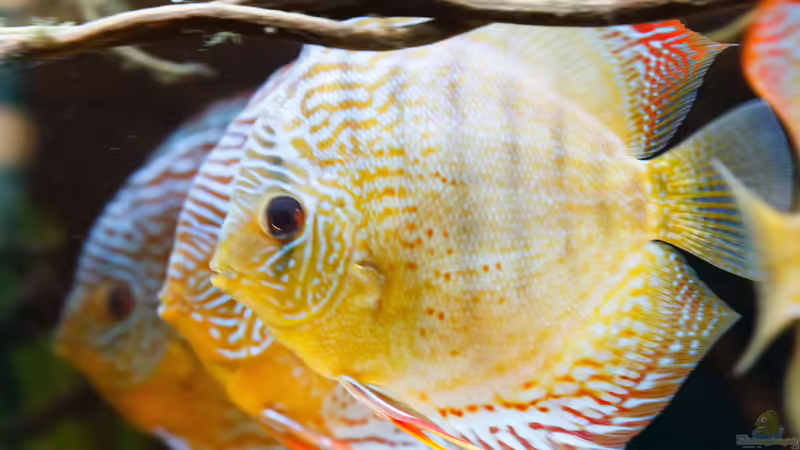 Aquarien mit Symphysodon aequifasciatus
