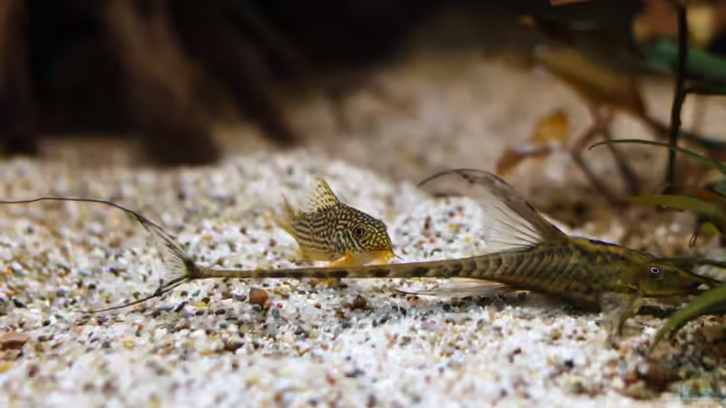 ALT: 2015, Langflossen-Harnischwels, Sturisoma festivum von Diskus-Amanã (131)