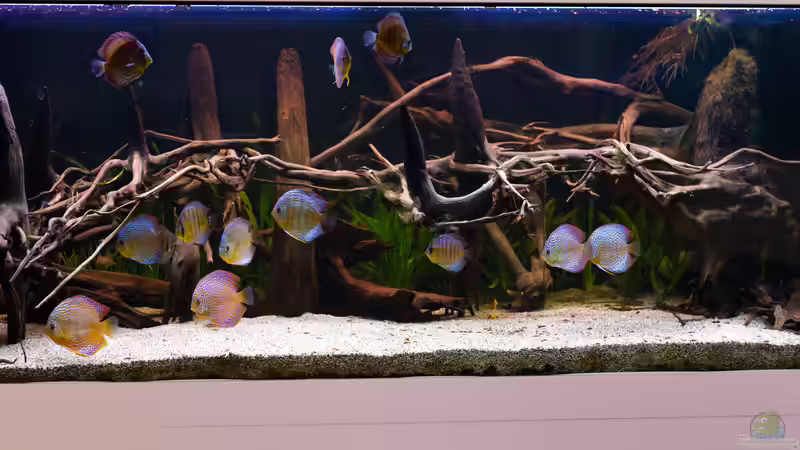 ALT: 2016, Grüne Diskus Amanã,  Symphysodon aequifasciatus von Diskus-Amanã (13)