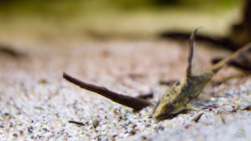 Aquarien für Sturisoma festivum (Langflossen Harnischwels)