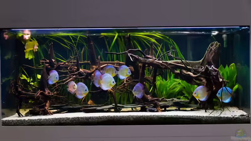 ALT: 2017, Grüne Diskus Amanã,  Symphysodon aequifasciatus von Diskus-Amanã (12)