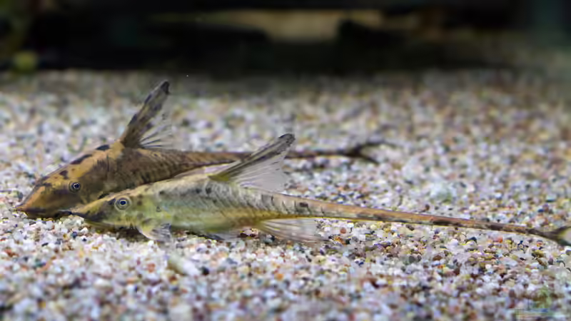 ALT: 2017, Langflossen-Harnischwels, Sturisoma festivum von Diskus-Amanã (113)