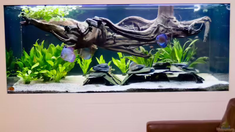 ALT: 2018 Grüne Diskus,  Symphysodon aequifasciatus von Diskus-Amanã (11)