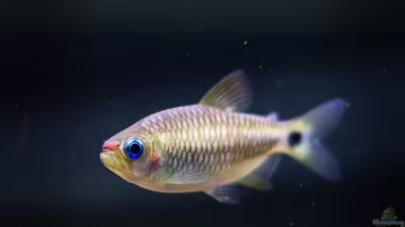 ALT: 2018 Lippenstift Salmler, Moenkhausia cosmops von Diskus-Amanã (110)