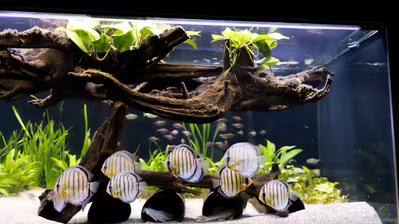 ALT: 2019 Grüne Diskus,  Symphysodon aequifasciatus von Diskus-Amanã (10)