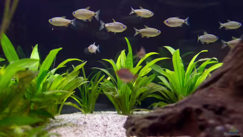 ALT: 2019 Lippenstift Salmler, Moenkhausia cosmops von Diskus-Amanã (106)