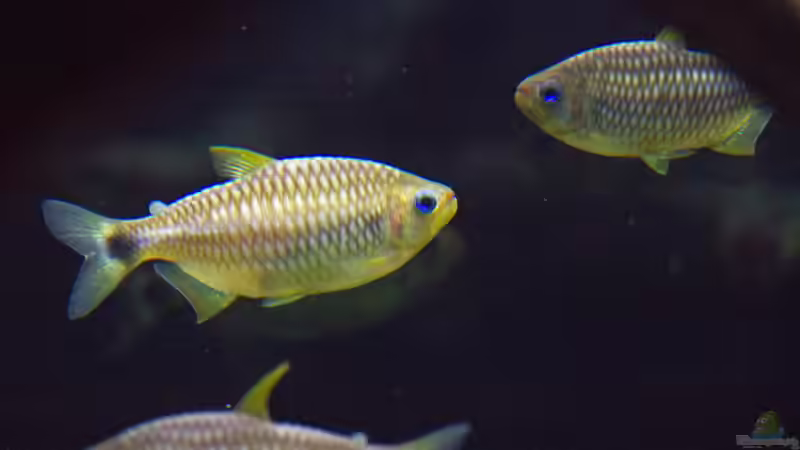 Moenkhausia cosmops im Aquarium (Einrichtungsbeispiele für Lippenstift Salmler)