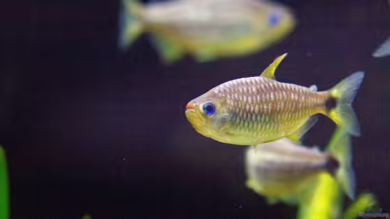 Moenkhausia cosmops im Aquarium (Einrichtungsbeispiele für Lippenstift Salmler)