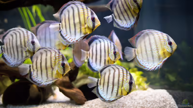 ALT: 2019 WF Rio Tefe Grüne Diskus,  Symphysodon aequifasciatus von Diskus-Amanã (97)